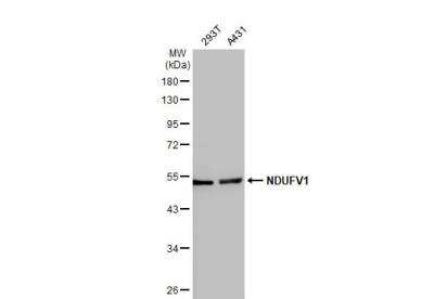 Western Blot: NDUFV1 Antibody [NBP1-33074]
