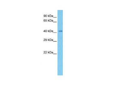 Western Blot: NDUFV1 Antibody [NBP1-54780]