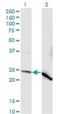 Western Blot: NDUFV2 Antibody (1A10) [H00004729-M03]