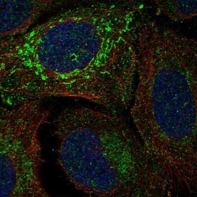 Immunocytochemistry/ Immunofluorescence: NDUFV2 Antibody [NBP2-58837]