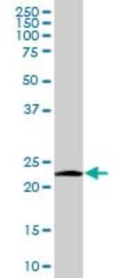 Western Blot: NDUFV2 Antibody [H00004729-B01P]