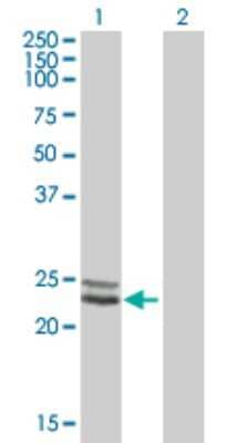 Western Blot: NDUFV2 Antibody [H00004729-B01P]