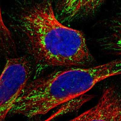 Immunocytochemistry/ Immunofluorescence: NDUFV3 Antibody [NBP1-85622]