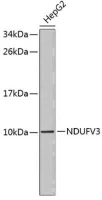 Western Blot: NDUFV3 AntibodyBSA Free [NBP3-04407]