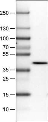 Western Blot: NECAB1 Antibody (CL0575) [NBP2-52945]