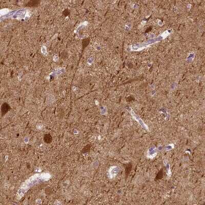 Immunohistochemistry-Paraffin: NECAB1 Antibody [NBP1-84003]
