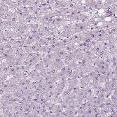Immunohistochemistry-Paraffin: NECAB1 Antibody [NBP1-84003]