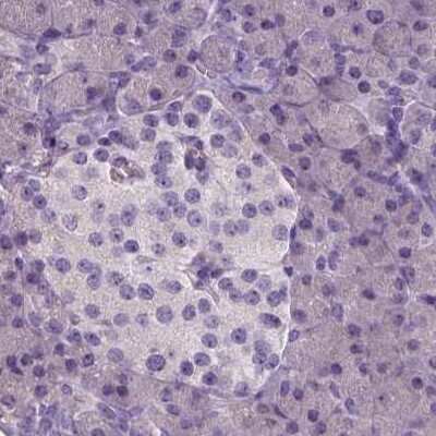 Immunohistochemistry-Paraffin: NECAB1 Antibody [NBP1-84004]