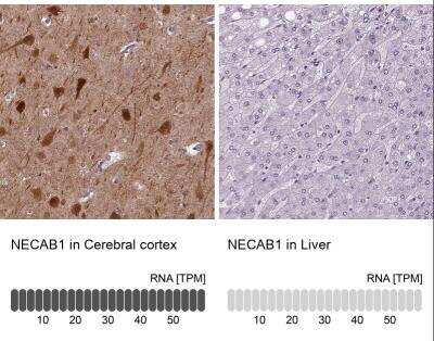 Immunohistochemistry-Paraffin: NECAB1 Antibody [NBP1-84004]