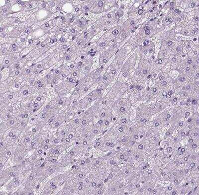 Immunohistochemistry-Paraffin: NECAB1 Antibody [NBP1-84004]