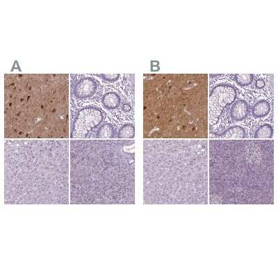 Immunohistochemistry-Paraffin: NECAB1 Antibody [NBP1-84004]
