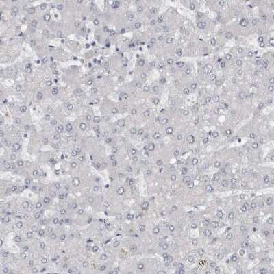 Immunohistochemistry-Paraffin: NECAB1 Antibody [NBP1-84005]