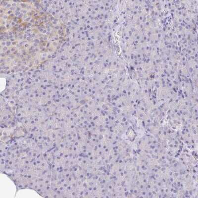 Immunohistochemistry-Paraffin: NECAB1 Antibody [NBP2-33949]