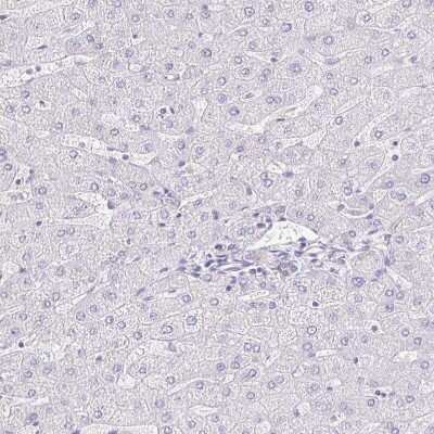 Immunohistochemistry-Paraffin: NECAB1 Antibody [NBP2-33949]