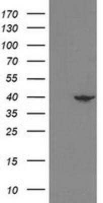 Western Blot: NECAB1 Antibody (OTI4G8)Azide and BSA Free [NBP2-72923]