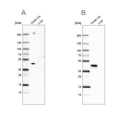 Western Blot: NECAB1 Antibody [NBP1-84003]