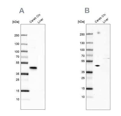 Western Blot: NECAB1 Antibody [NBP1-84004]