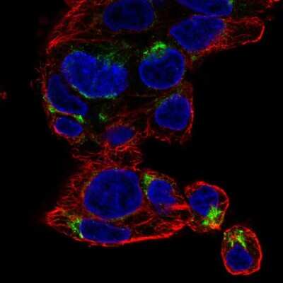 Immunocytochemistry/ Immunofluorescence: NECAB3 Antibody [NBP2-55136]