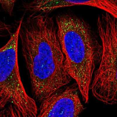 Immunocytochemistry/ Immunofluorescence: NECAP1 Antibody [NBP2-55494]