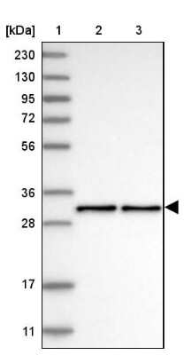 Western Blot: NECAP2 Antibody [NBP1-84626]