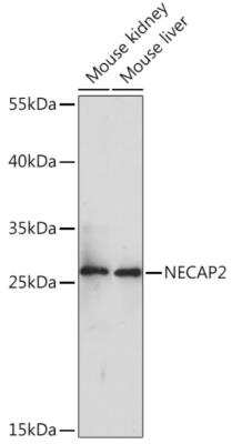 Western Blot: NECAP2 AntibodyAzide and BSA Free [NBP2-93292]