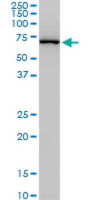 Western Blot: NEDD1 Antibody (3H7) [H00121441-M07]