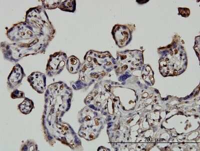 Immunohistochemistry-Paraffin: NEDD1 Antibody (7D10) [H00121441-M05]