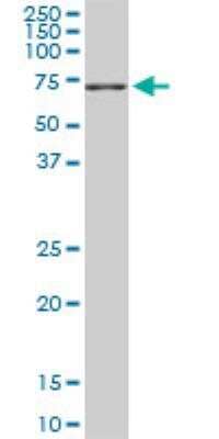 Western Blot: NEDD1 Antibody (7D10) [H00121441-M05]