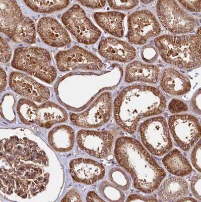 Immunohistochemistry-Paraffin: NEDD1 Antibody [NBP1-83377]