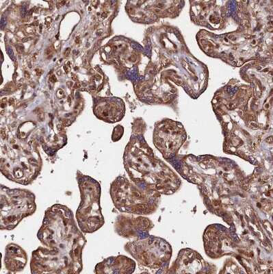 Immunohistochemistry-Paraffin: NEDD1 Antibody [NBP1-83377]