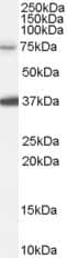 Western Blot: NEDD1 Antibody [NB100-55420]