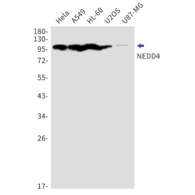 Western Blot: NEDD4 Antibody (S06-7C3) [NBP3-19815]