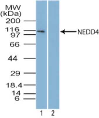 Western Blot: NEDD4 Antibody [NBP2-27197]