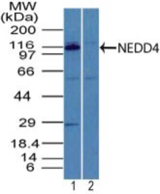 Western Blot: NEDD4 Antibody [NBP2-27201]