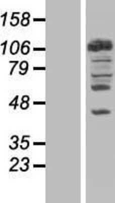 Western Blot: NEDD4 Overexpression Lysate [NBP2-07658]