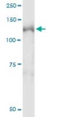 Immunoprecipitation: NEDD4L Antibody (1D2) [H00023327-M04]