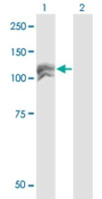 Western Blot: NEDD4L Antibody (1D2) [H00023327-M04]