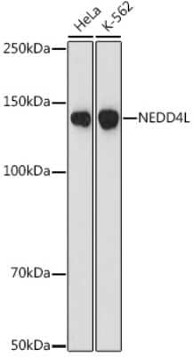 Western Blot: NEDD4L Antibody (3W9J2) [NBP3-16747]