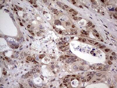 Immunohistochemistry: APPBP1 Antibody (OTI1E10) [NBP2-46087]