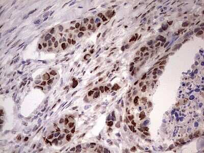 Immunohistochemistry: APPBP1 Antibody (OTI1E10) [NBP2-46087]