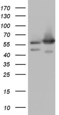 Western Blot: APPBP1 Antibody (OTI1E10) [NBP2-46087]