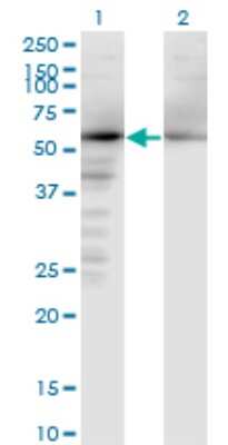 Western Blot: APPBP1 Antibody (2E9-D12) [H00008883-M02]