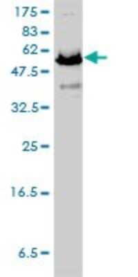 Western Blot: APPBP1 Antibody (4E8-H3) [H00008883-M01]