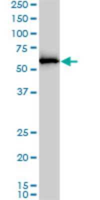 Western Blot: APPBP1 Antibody (4E8-H3) [H00008883-M01]