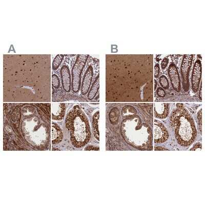 Immunohistochemistry-Paraffin: APPBP1 Antibody [NBP1-92162]