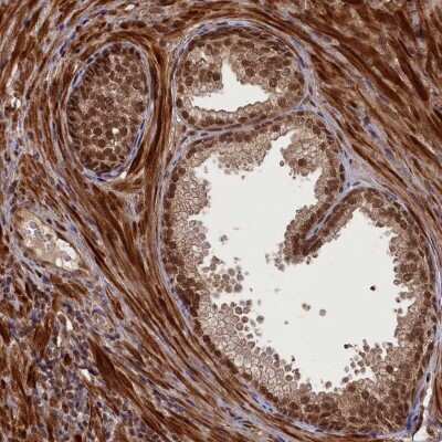 Immunohistochemistry-Paraffin: APPBP1 Antibody [NBP1-92162]