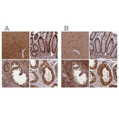 Immunohistochemistry-Paraffin: APPBP1 Antibody [NBP1-92163]