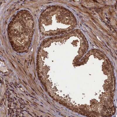 Immunohistochemistry-Paraffin: APPBP1 Antibody [NBP1-92163]