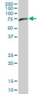 Western Blot: APPBP1 Antibody [H00008883-B01P]