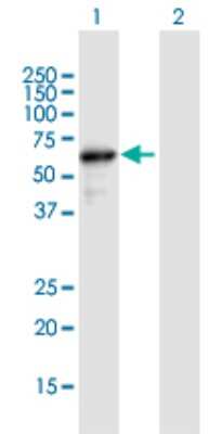 Western Blot: APPBP1 Antibody [H00008883-B01P]